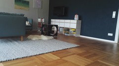 Altes Parkett Raus Oder Nicht