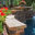 Mint Landscaping