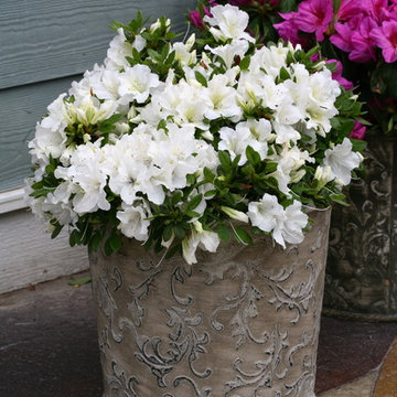 Bloom-A-Thon® Azalea