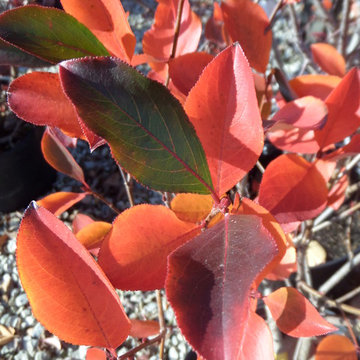 Autumn Magic Chokeberry (Aronia) Fall Color