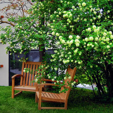 10 árboles y arbustos para jardines pequeños