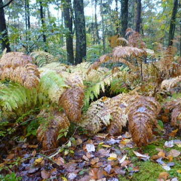 Catskill Mountain Project