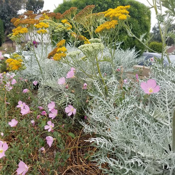 Mission Viejo Front Yard