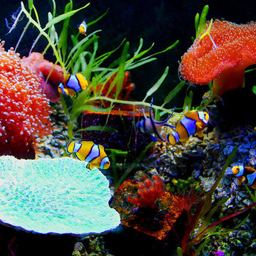 Aquariums