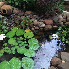 Backyard Indo-Japanese garden in Pune, India.