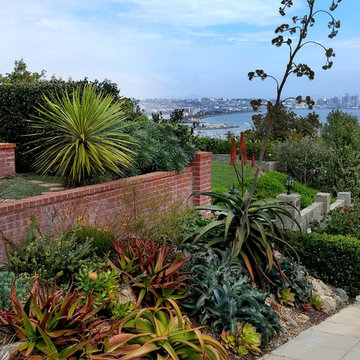 Succulent Lawn-Replacement