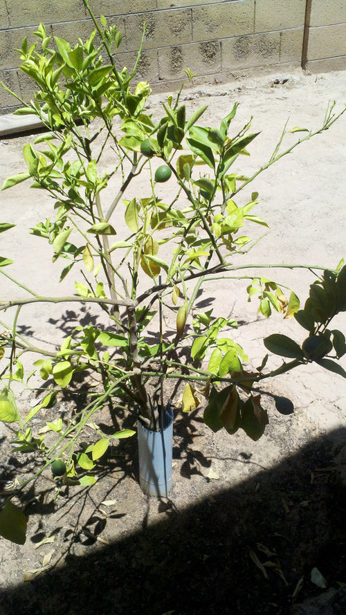 My first Meyer Lemon tree in the heat of Arizona