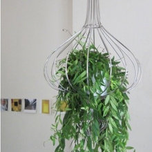 plants