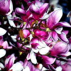 Photographic Artwork - Photographs
