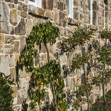 espalier
