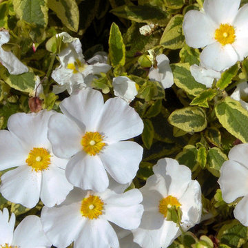 ‘Little Miss Sunshine’ Cistus rockrose corbariensis 'Little Miss Sunshine' PP#22