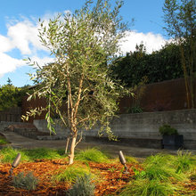 Garden Ideas