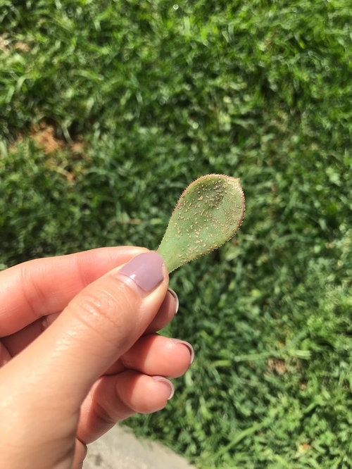White spots on unknown succulent
