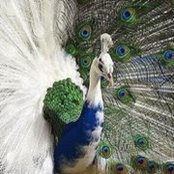 O'Katarina Parker's photo