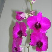 Foto de Myra Torain