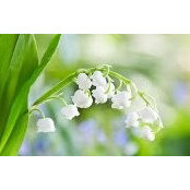Jan Stefanchik's photo