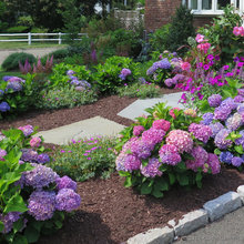 liz's garden