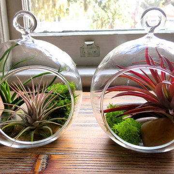 Air Plant Terrarium Design