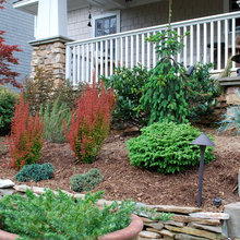 Spruce Pendula