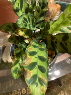 What is causing these brown spots on calathea? | Houzz Forum