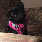 Betsy Pearce's photo