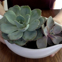 plant babies