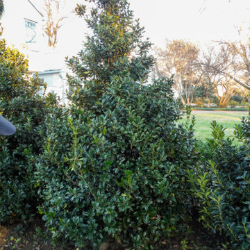 Evergreen Trees & Shrubs