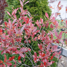 Shrubs