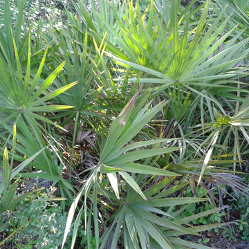 Saw Palmetto (Serenoa repens)