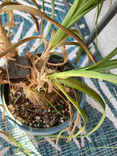 Ponytail Palm Losing Leaves and Browning | Houzz Forum