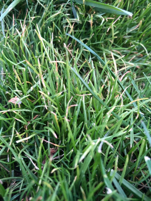 tips of new grass turning brown