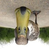 Minh Tien Pham's photo
