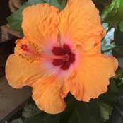Marise Condon's photo