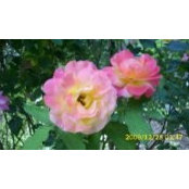 Kathy Blackmore's photo