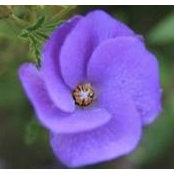 Juliana Amiri's photo