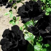 Sonia Lankford's photo
