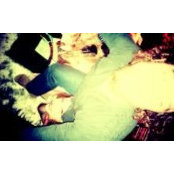 Ryan Shuput's photo