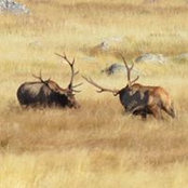 Verley Stewart-Howard's photo