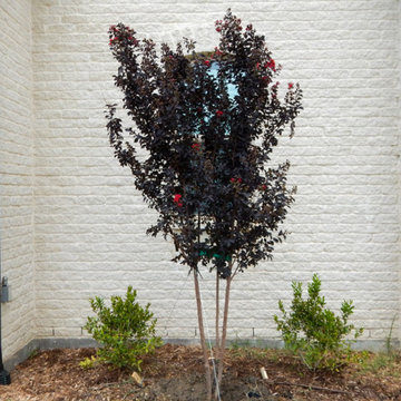 Flowering Trees & Shrubs