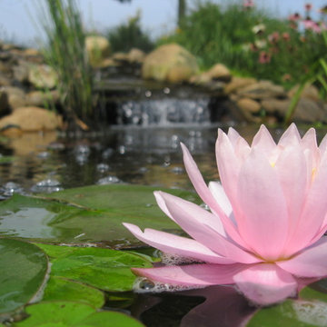 Ponds & Streams