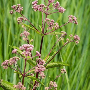 Landscape Design - Plant Combinations
