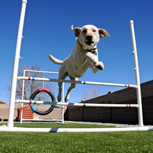 Cosa Non Può Mancare in Giardino per Rendere Felice il tuo Cane?