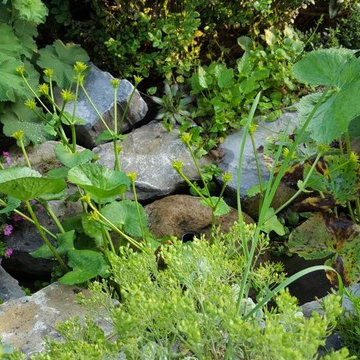 Blütenvielfalt im Hausgarten