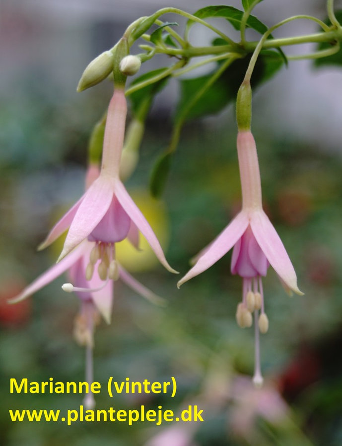 Fuchsia liste 2020 (her ses fotos af en mindre del af de fuchsia vi producere)