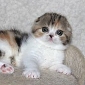 Елена Люткина's photo