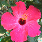 Cindi Westendorf's photo