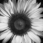 Alice Rods foto