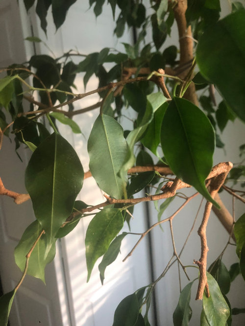 Please help! 40yr old Ficus tree dying