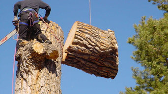 Best 15 Tree Trimming Removal Services Near Me Houzz