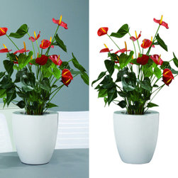 Clipping Path Service - Products